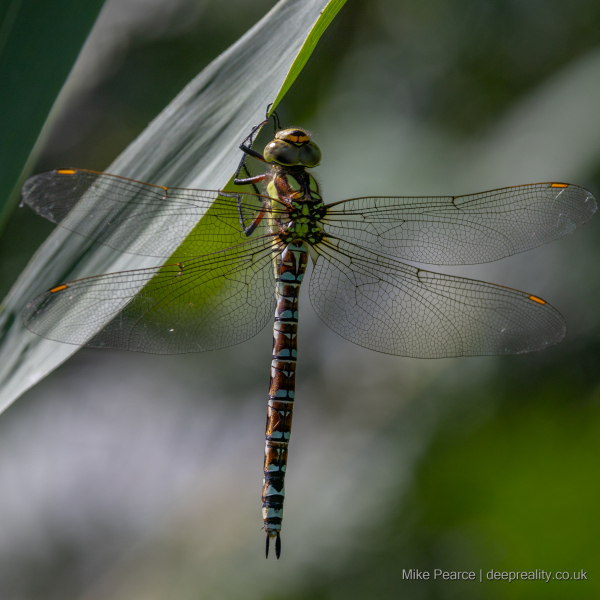 Southern Hawker, male - RSPB Ham Wall
