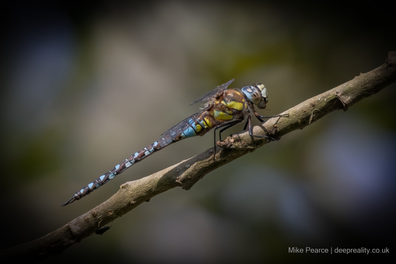 Migrant Hawker, male / RSPB Ham Wall