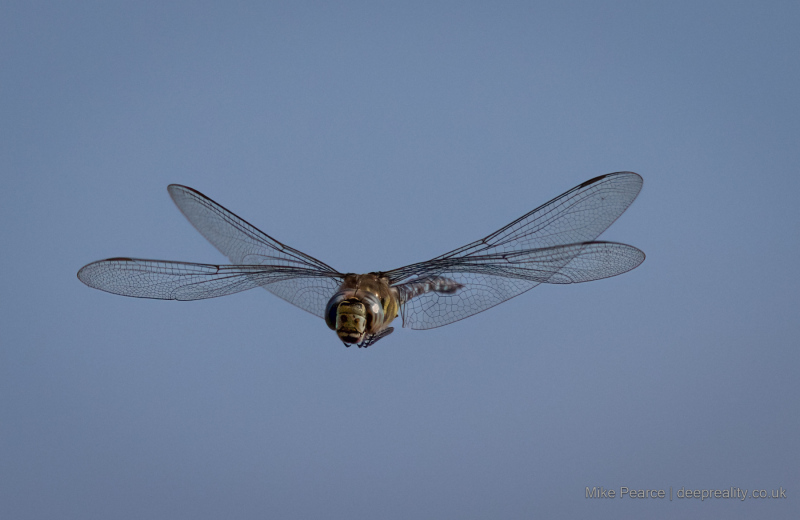 Migrant Hawker, male / RSPB Ham Wall