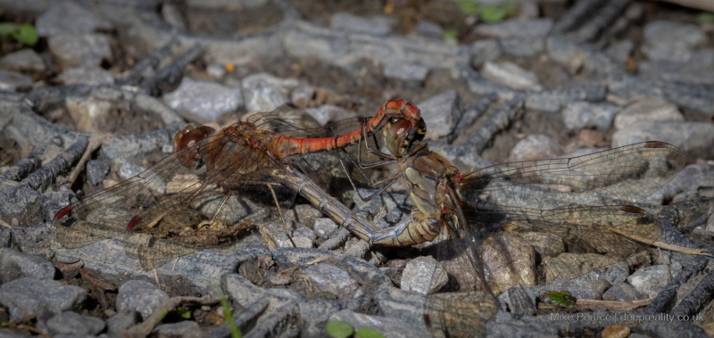 Common Darter, mating / RSPB Ham Wall