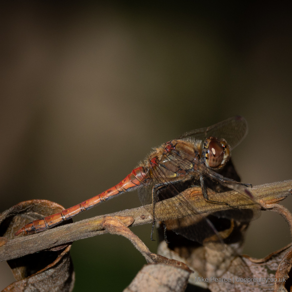Common darter, male / RSPB Ham Wall