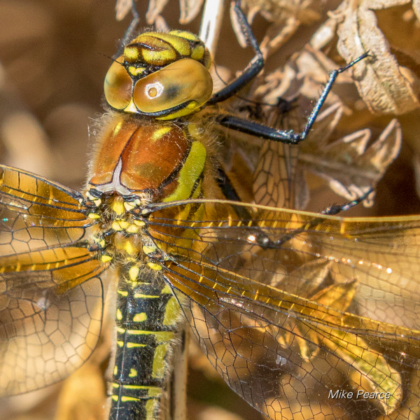 Detail: Hairy Dragonfly, female | RSPB Ham Wall