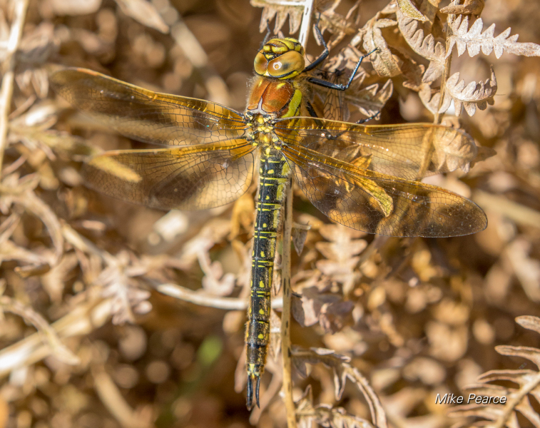 Hairy Dragonfly, female | RSPB Ham Wall