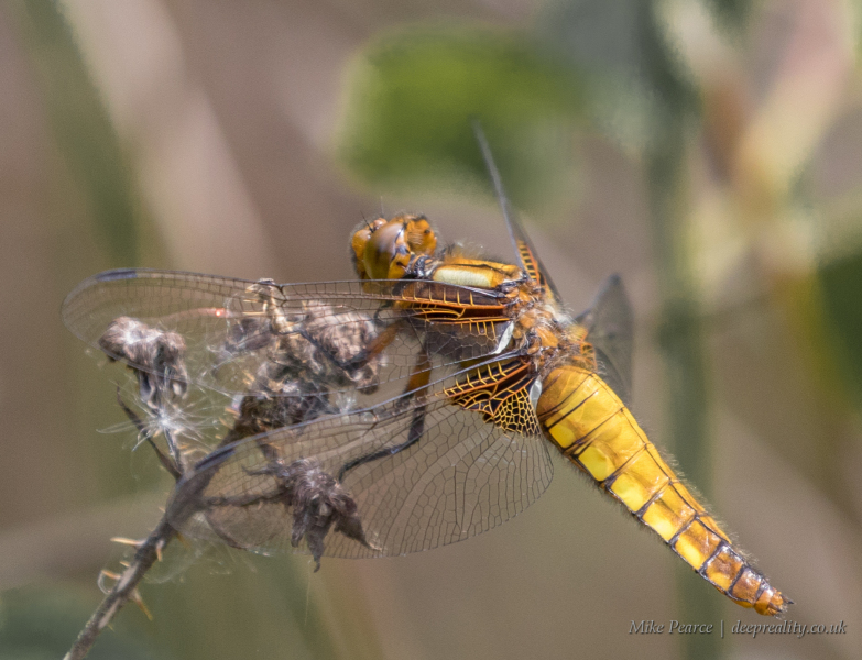 Broad-bodied chaser, female | RSPB Aylesbeare