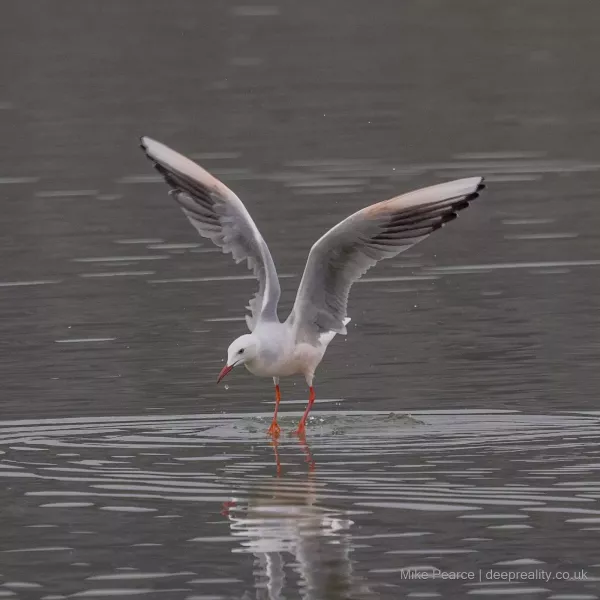 Slender-billed Gull