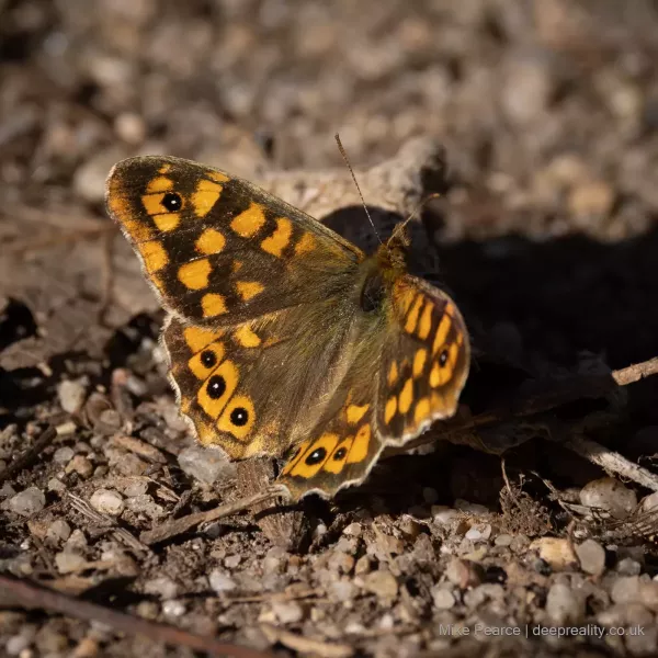 Wall Butterfly