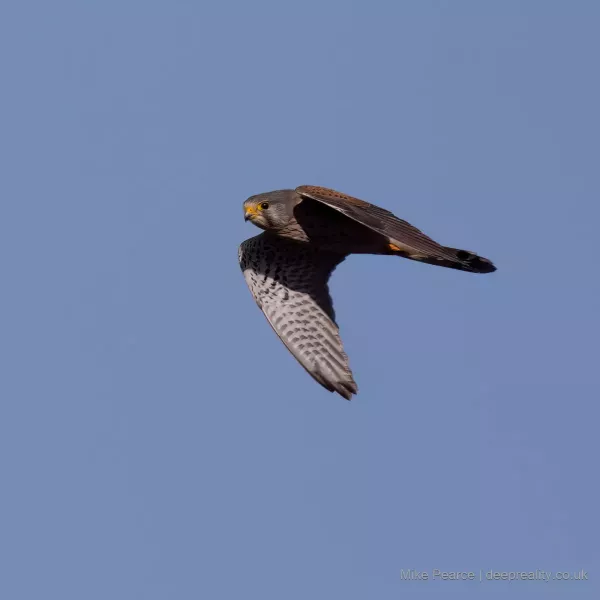 Kestrel