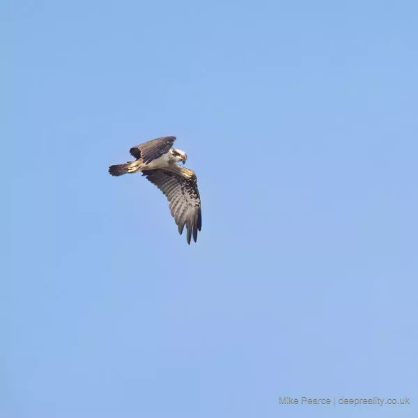 Osprey