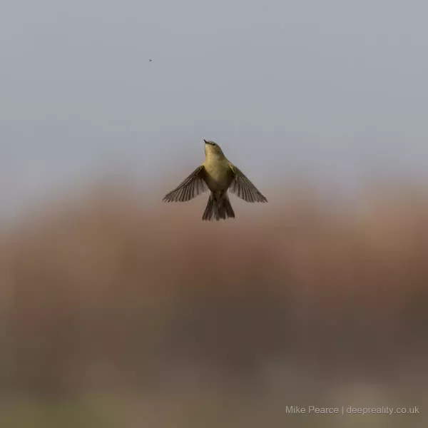 Chiffchaff