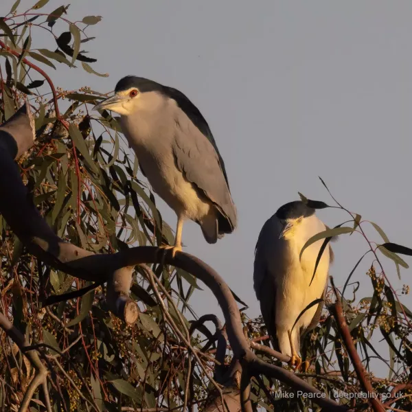 Night Heron