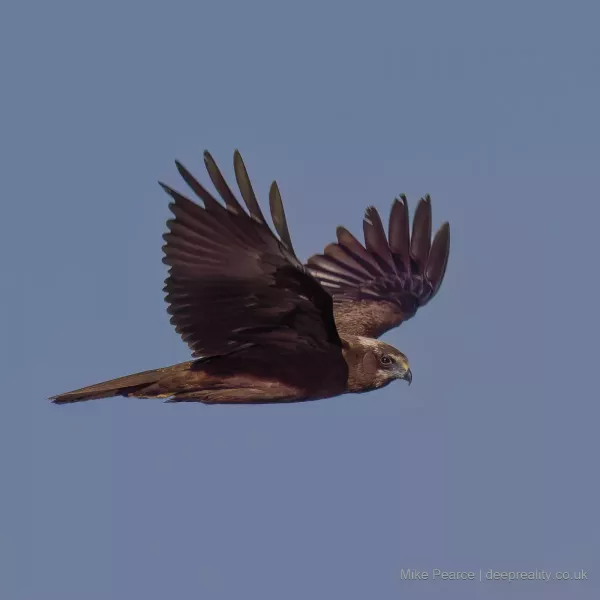 Marsh Harrier