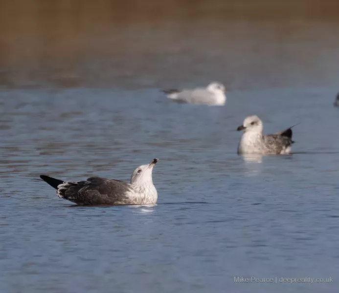 Lesser Black-backed Gull - 3rd Year