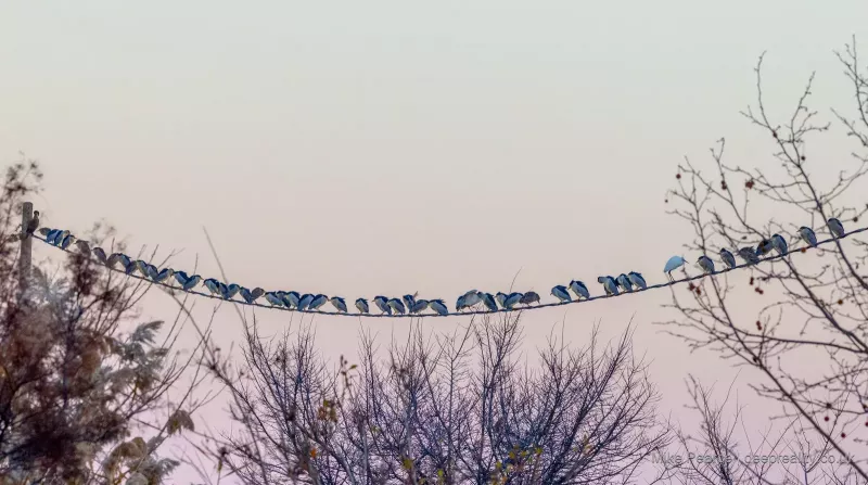 Night Heron Roost (and a Little Egret)