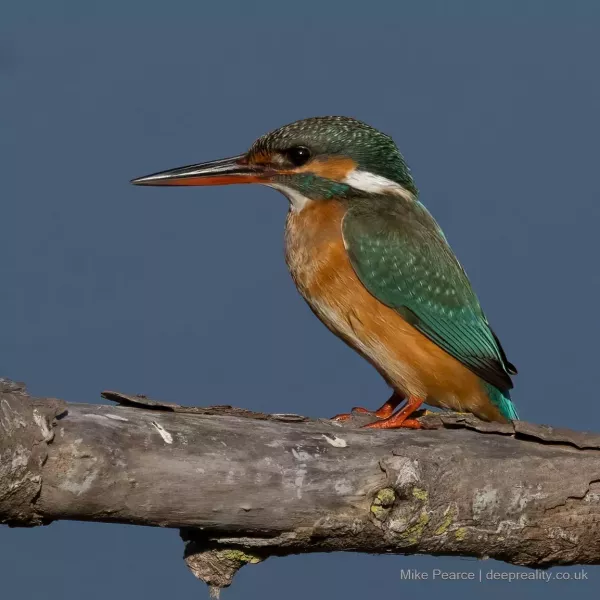 Kingfisher
