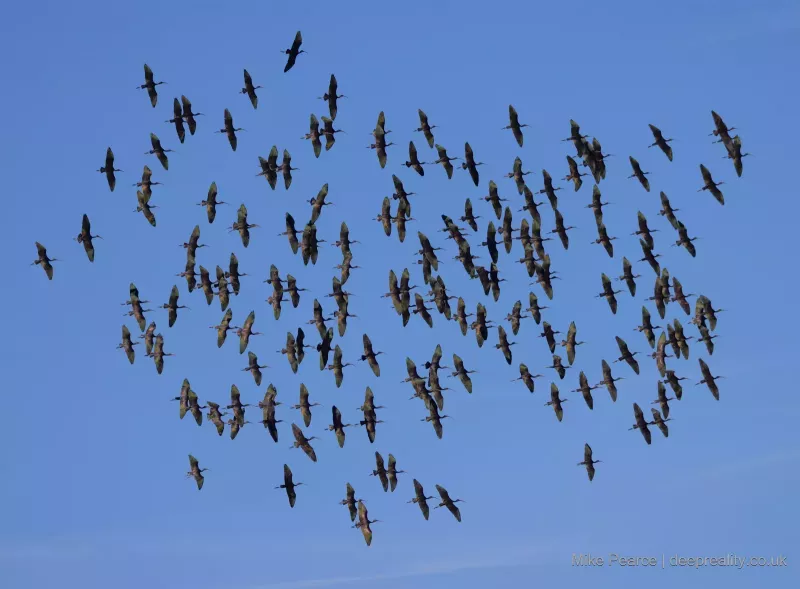 Glossy Ibis