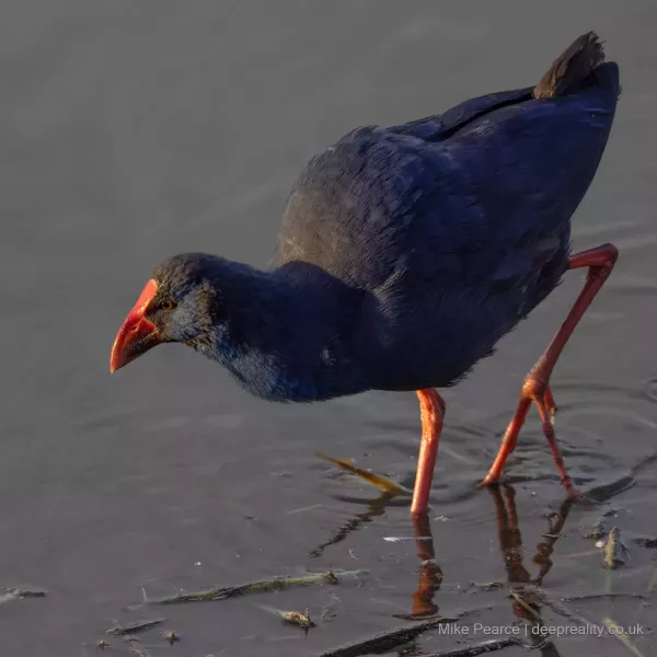 Purple Swamp Hen