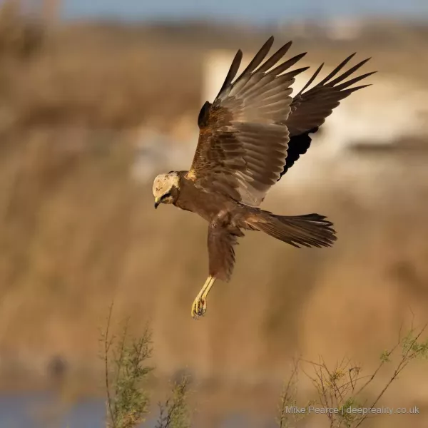 Marsh Harrier