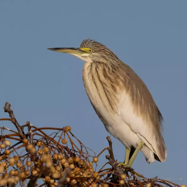 Squacco Heron