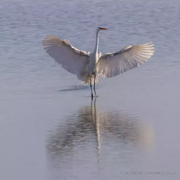 Great White Egret