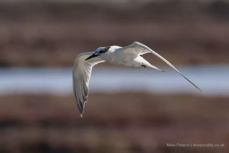 Sandwich Tern
