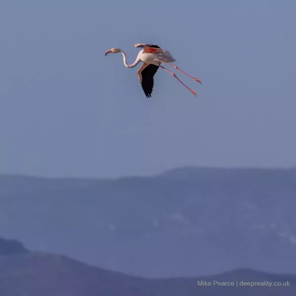 Greater Flamingo