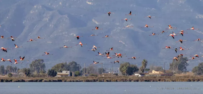 Greater Flamingo