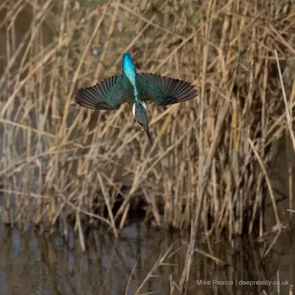 Kingfisher