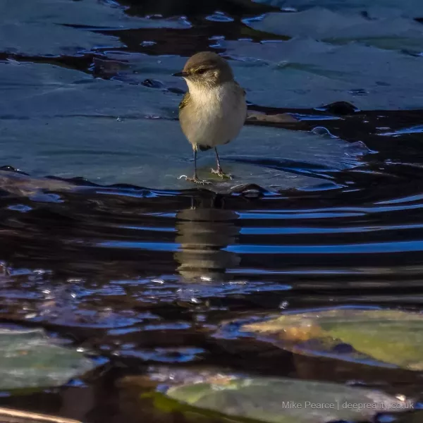 Chiffchaff