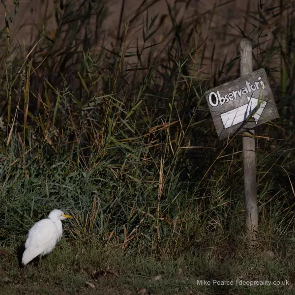 Cattle Egret