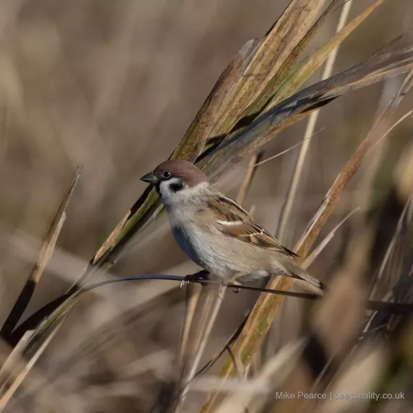 Tree Sparrow