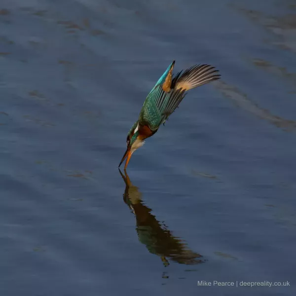 Kingfisher