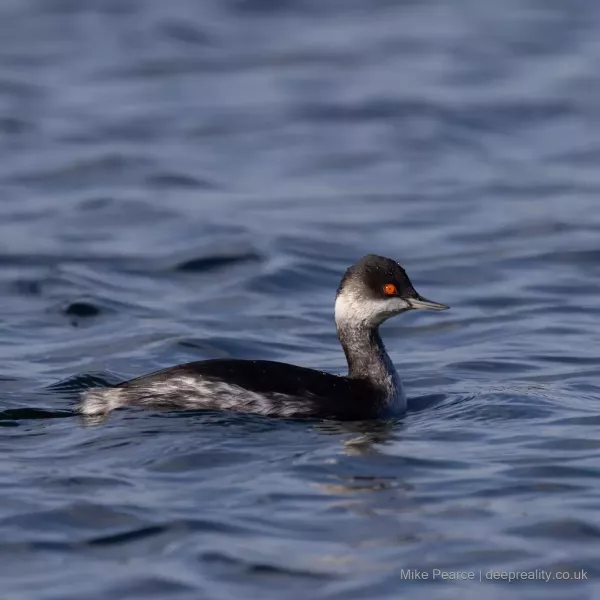 Black-necked Grebe