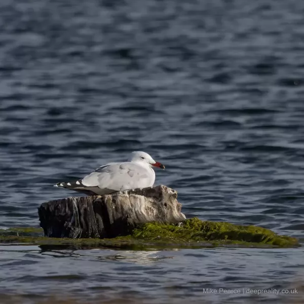 Audouin's Gull