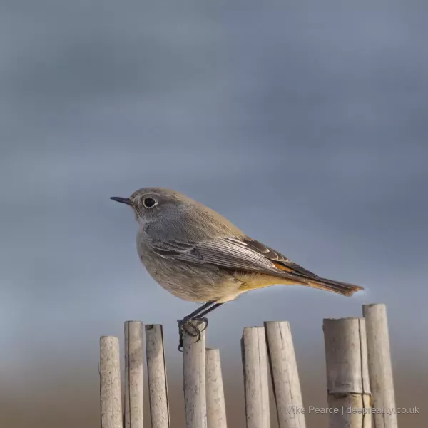 Black Redstart