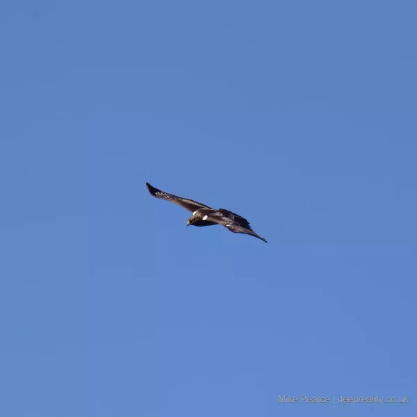 Booted Eagle - dark morph