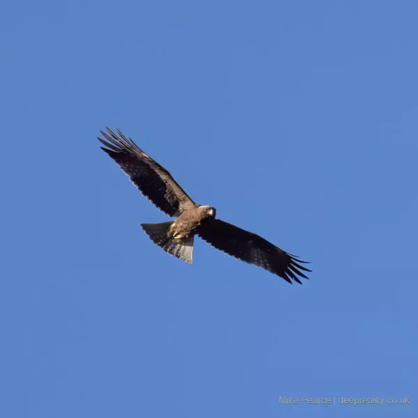 Booted Eagle - dark morph