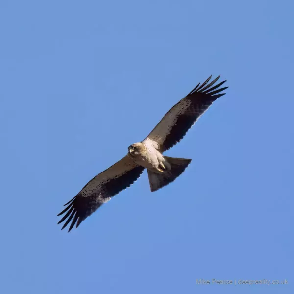 Booted Eagle - light morph