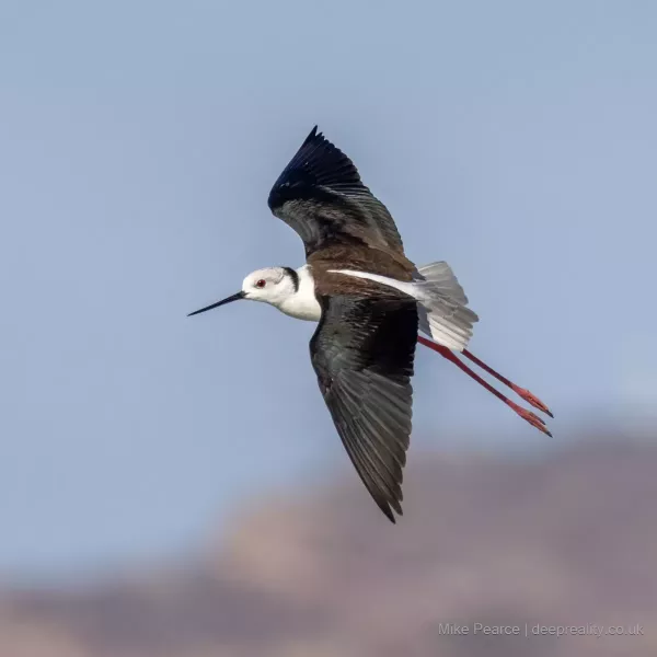 Black-winged Stilt
