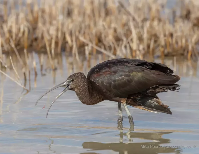 Glossy Ibis