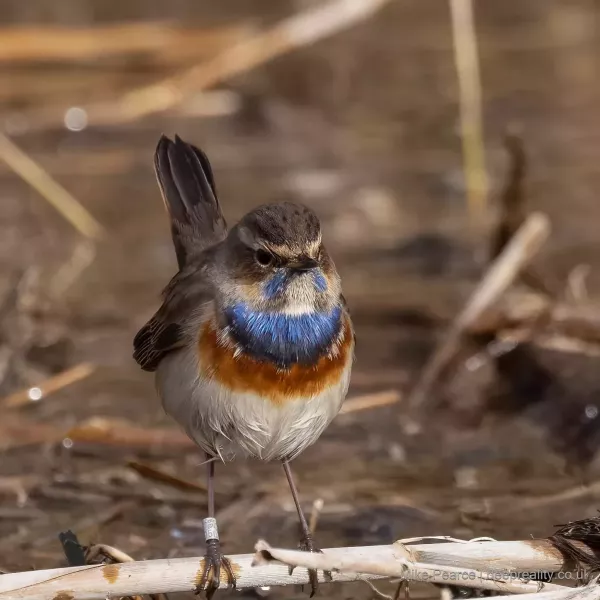 Bluethroat