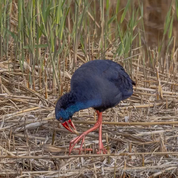 Purple Swamp Hen