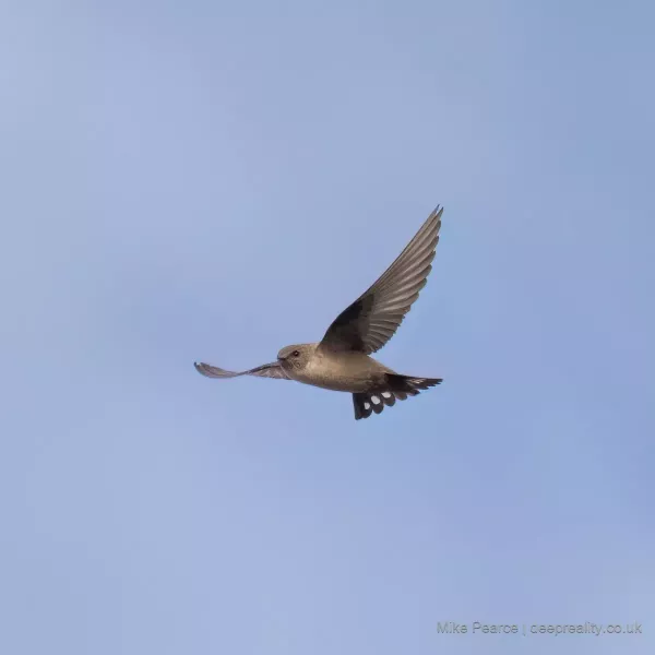 Crag Martin