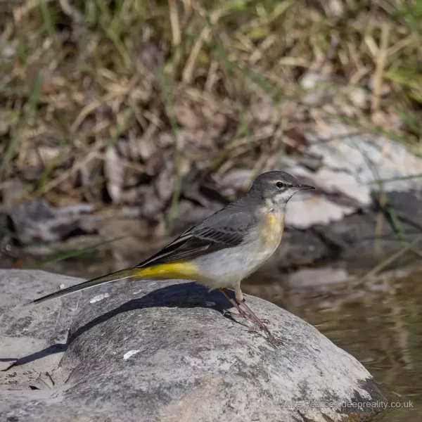 Grey Wagtail