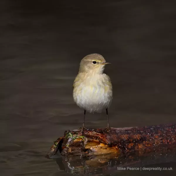 Chiffchaff