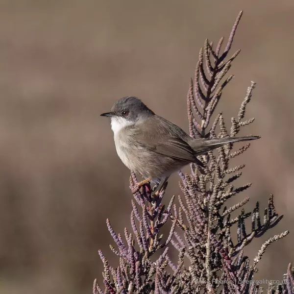 Sardinian Warbler