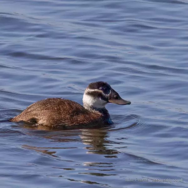 White-headed Duck