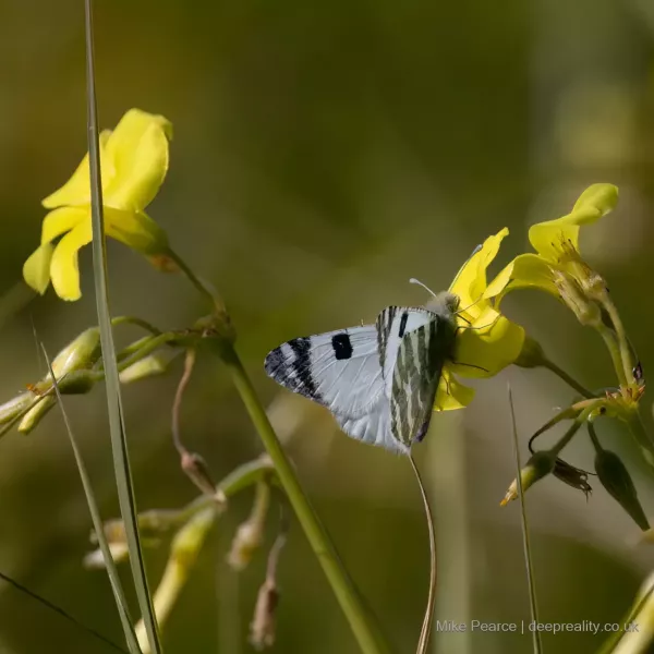 Portuguese Marbled White Butterfly