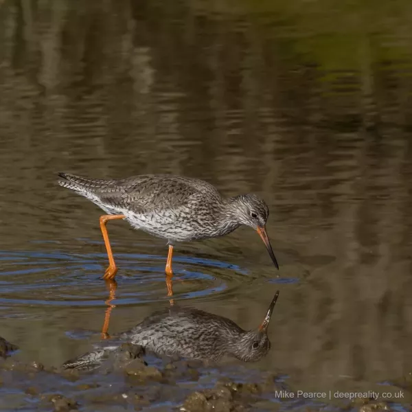 Redshank