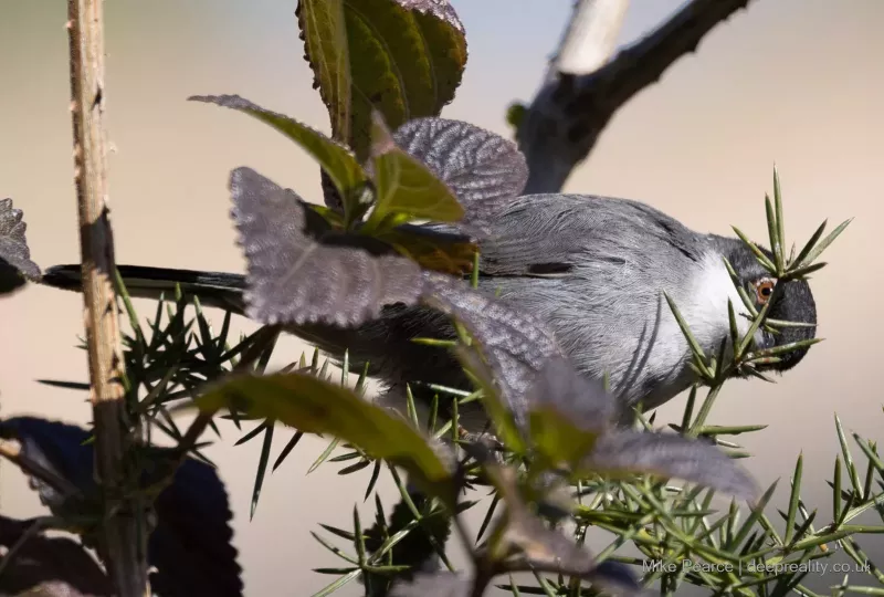 Sardinian Warbler