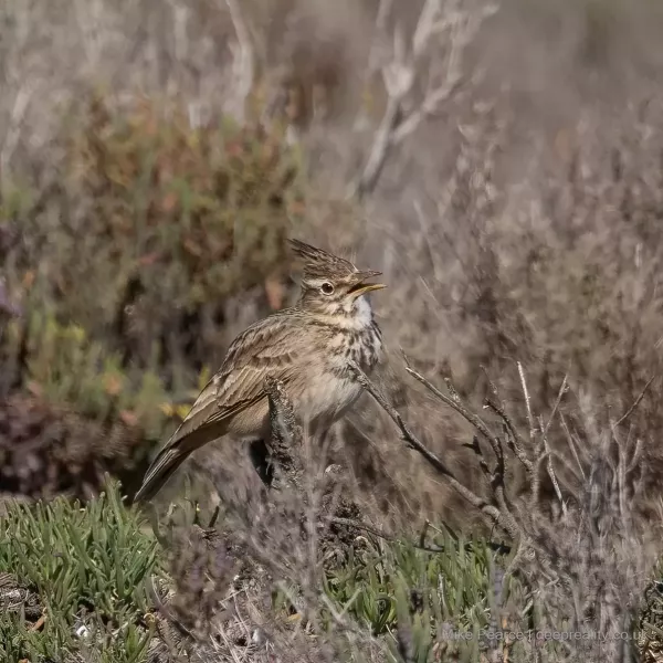 Crested Lark
